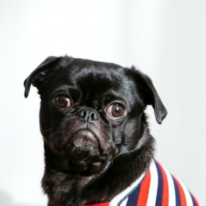 Personalised Pet Blanket