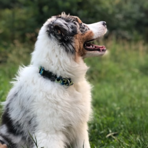 Personalised Pet Calendar